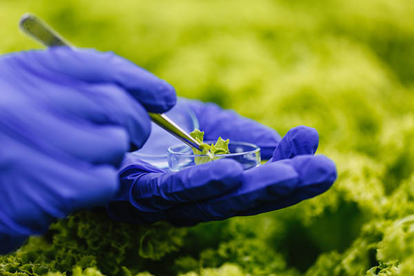 researcher takes a probe of green plant and puts it in a petri dish