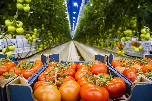 Ripe Tomato Plant Growing In Greenhouse